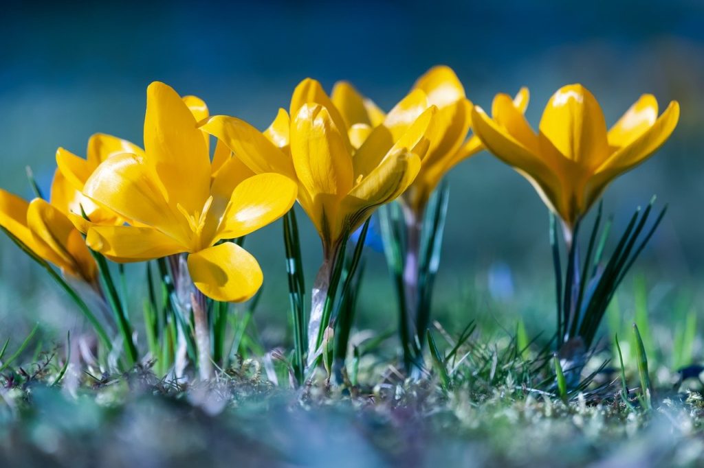 crocus, flowers, bloom